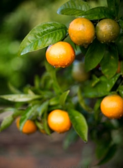 Fremont Tangerines Mandarin Varieties | @whiteonrice