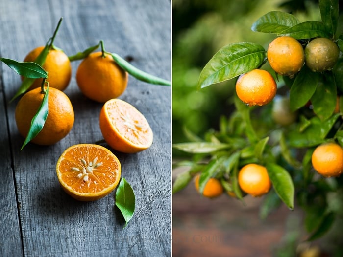 Fremont Tangerines Mandarin Varieties