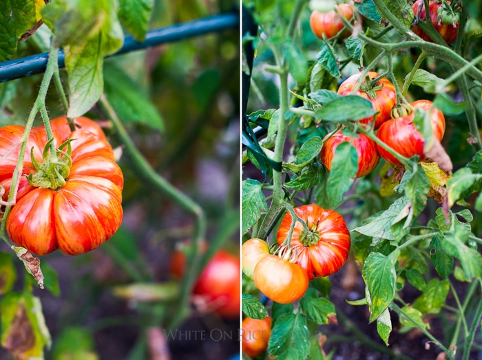 How to grow garden tomatoes @whiteonrice