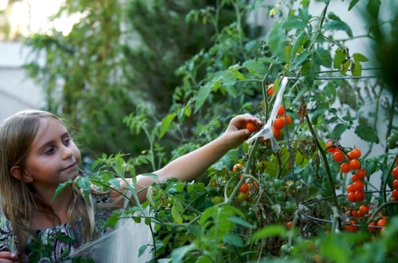 kids eating tomatoes 