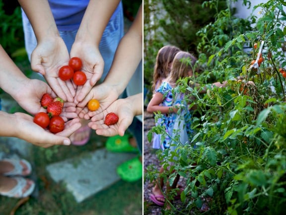 organic gardening for kids | whiteONricecouple.com