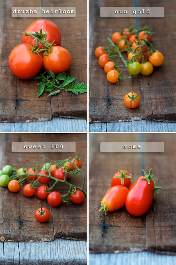 varieties of tomatoes for gardening 