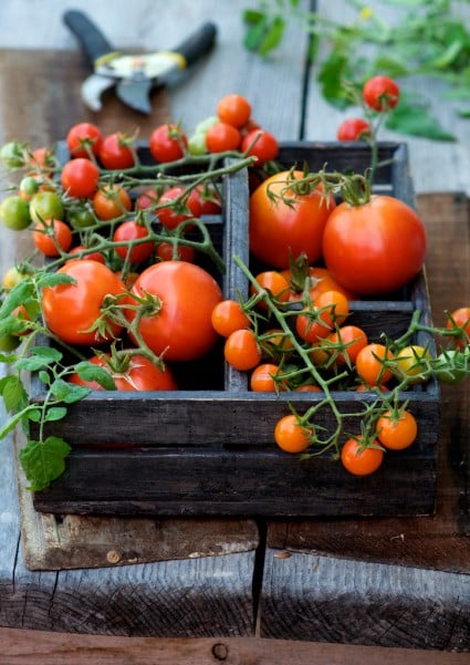 tomato jam jelly preserve recipes 