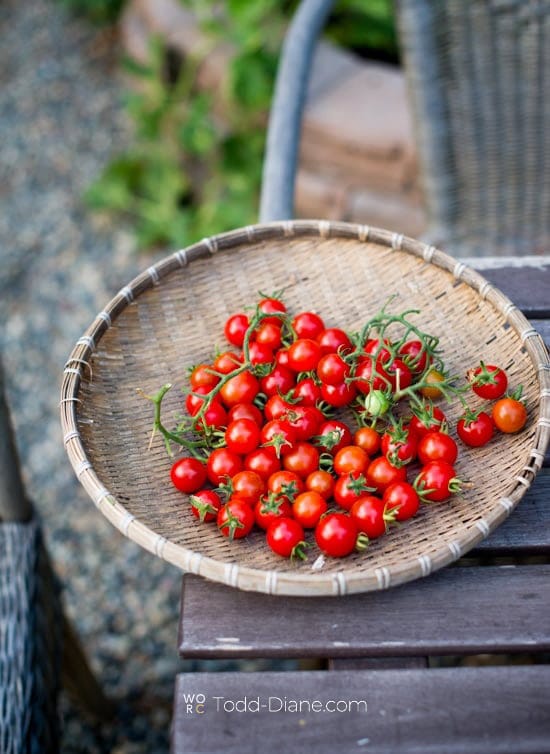 basket of garden cherry tomatoes harvested for summer 