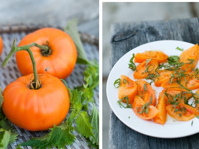 Kentucky Beefsteak Tomatoes Heirloom Variety