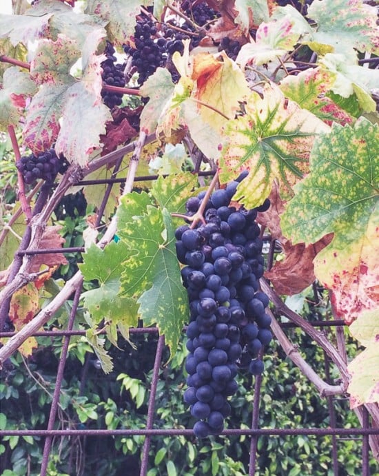 Zinfandel Grapes - Photography by @whiteonrice